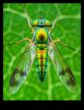 Miniatura minune Arta de a crea povești vizuale prin lentile macro